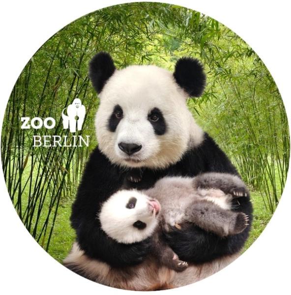 Glas Magnet- Panda mit Baby mit Logo Zoo Berlin