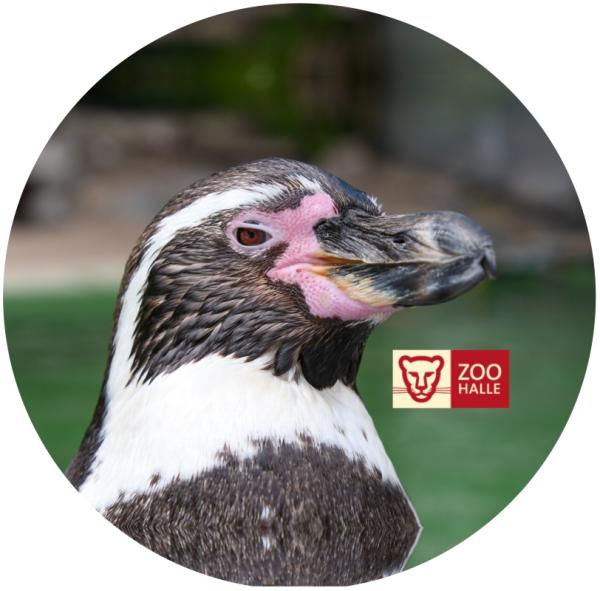 Strong, colorful, round glass magnets, motif Penguin logo Halle Zoo