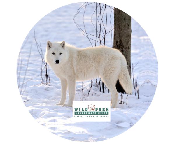 Strong, colorful, round glass magnets, motif Polar wolf, Lüneburg Heath