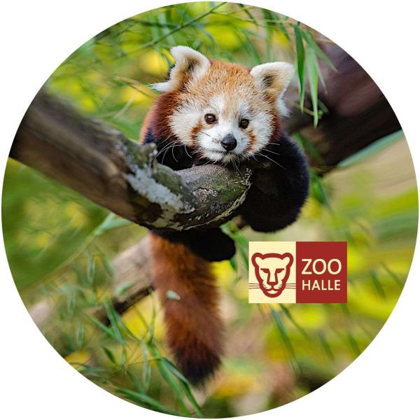 Strong, colorful, round glass magnets, motif Red panda logo Zoo Halle