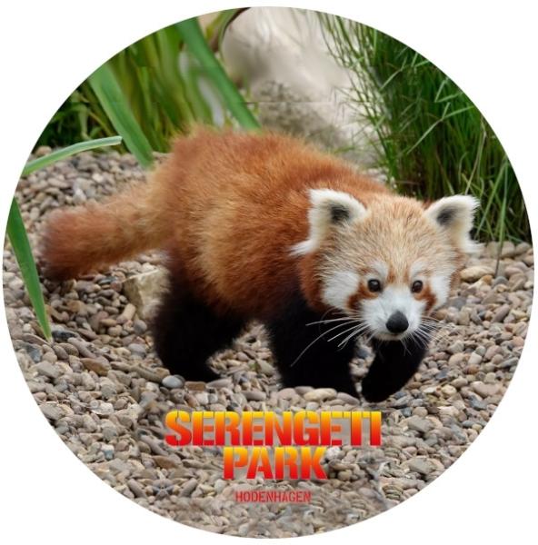 Strong, colorful, round glass magnets, motif Red panda, Serengeti Park with logo