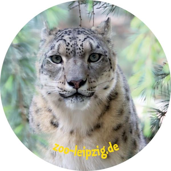 Glas Magnet- Schneeleopard Zoo Leipzig