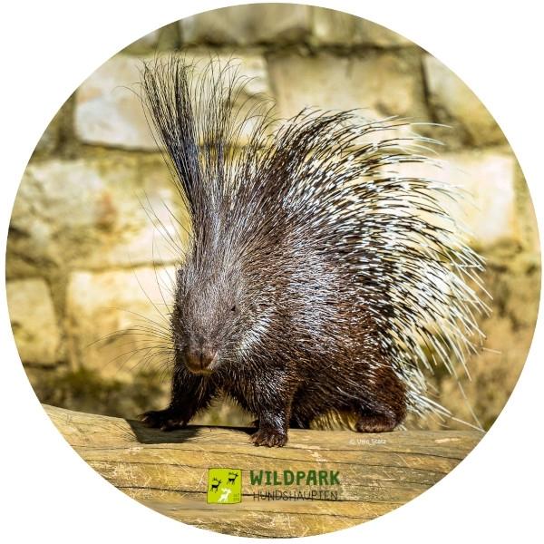 Glas Magnet- Stachelschwein, Wildpark Hundshaupten