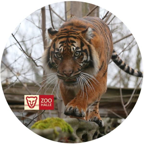 Glas Magnet- Tiger Logo Zoo Halle