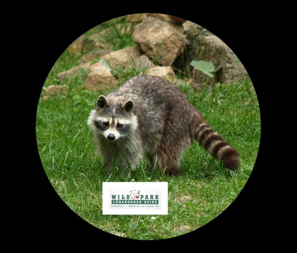Strong, colorful, round glass magnets, motif Raccoon with Lüneburg Heath logo