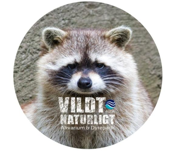Strong, colorful, round glass magnets, motif Raccoon logo VILD NATURLICT