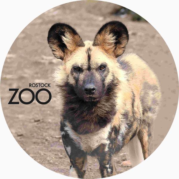 Glas Magnet- Wildhund mit SZ Zoo Rostock