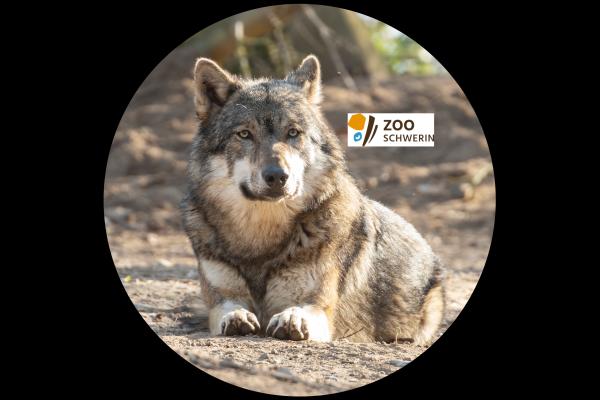 Glas Magnet- Wolf Logo Zoo Schwerin