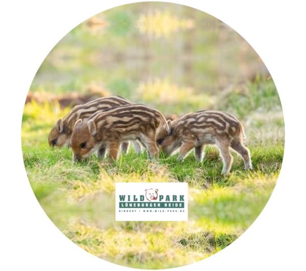 Strong, colorful, round glass magnets, motif Piglets with Lüneburg Heath logo