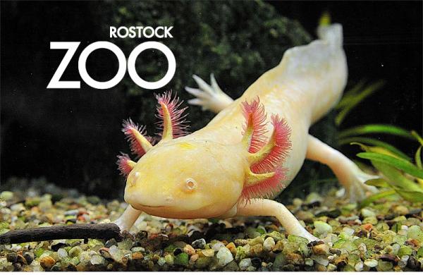 Glas Magnet- Axolotl mit SZ Zoo Rostock
