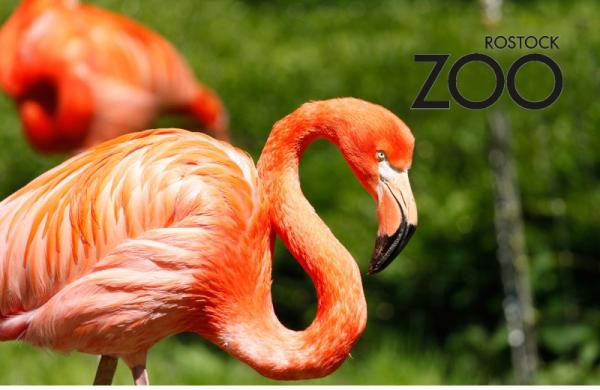 Glas Magnet- Flamingo 2 mit SZ Zoo Rostock