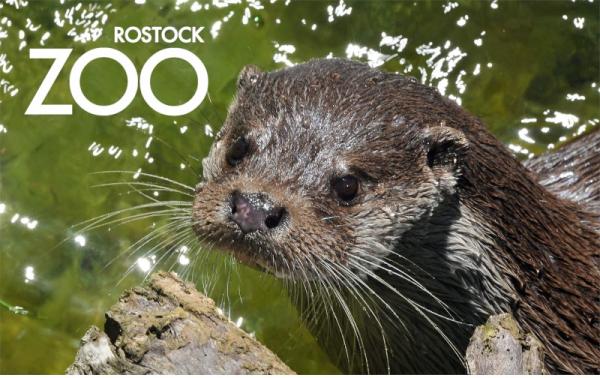 Glas Magnet- Fischotter mit SZ Zoo Rostock
