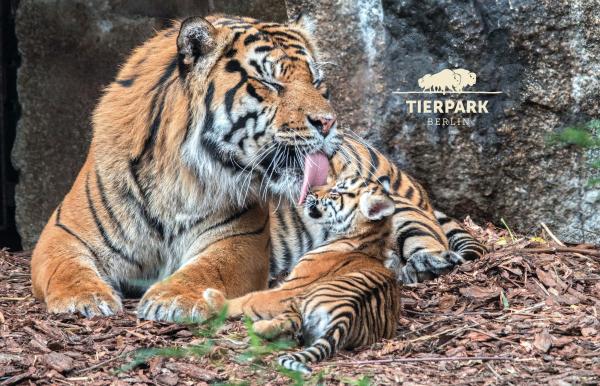 Glas Magnet- Tiger, Tierpark Berlin mit Logo