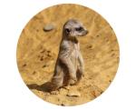 Strong, colorful, round glass magnets, motif Meerkat